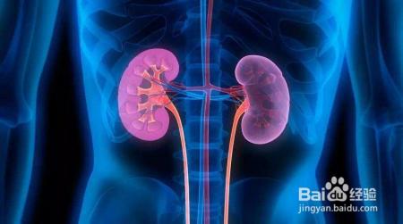 隐藏在血与尿中的“报警器”，当警报响起，当心肾脏要出大问题！
