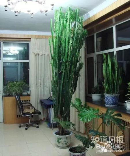 他养的花长到戳屋顶,咋养的