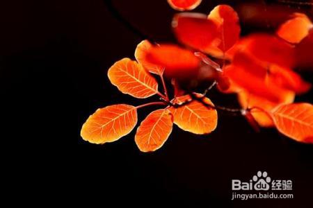 中国秋色最美5个地方，一生至少去一次