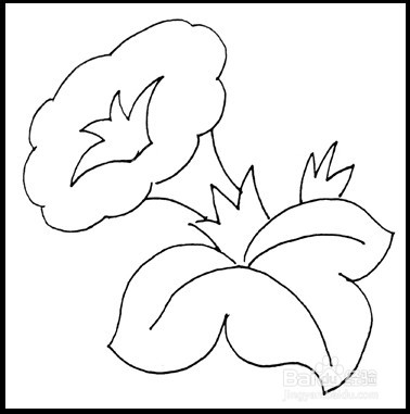 怎样画简笔画（花卉）：[7]牵牛花