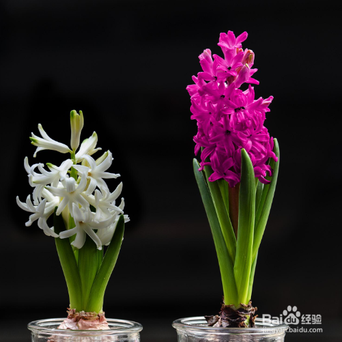 风信子烂根后该怎么处理？