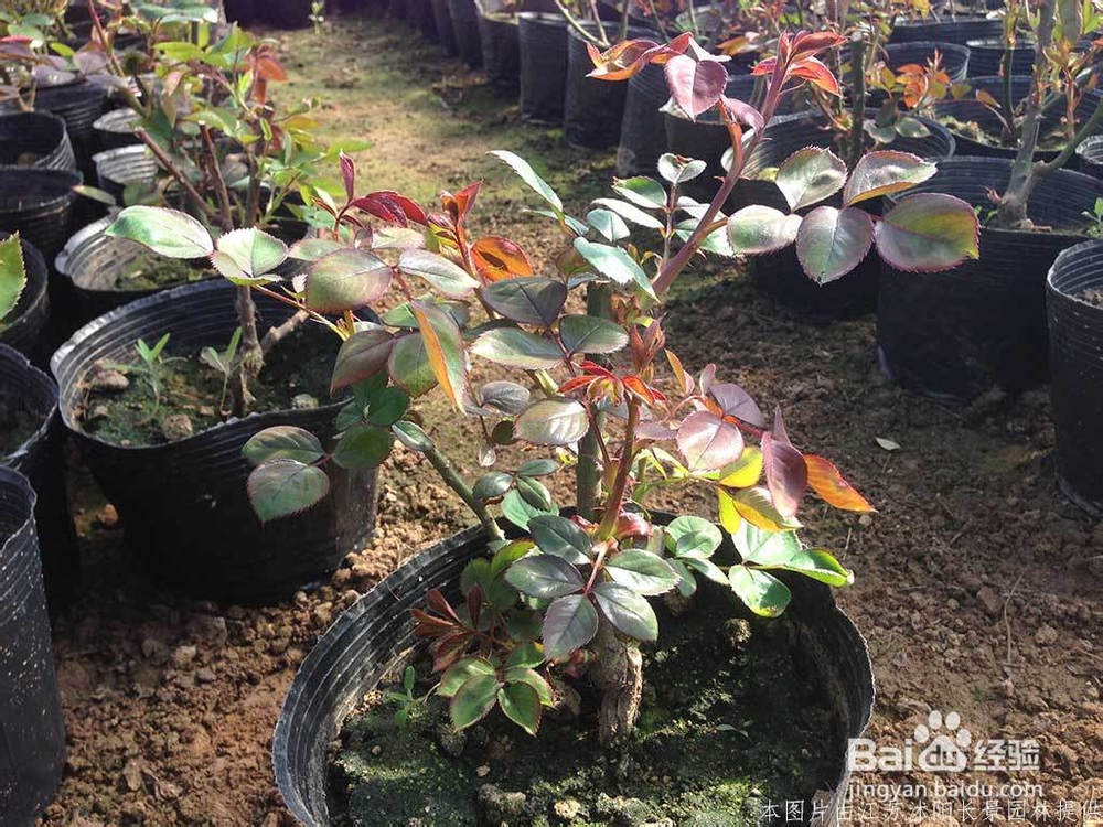 盆栽月季花基地的培育全过程