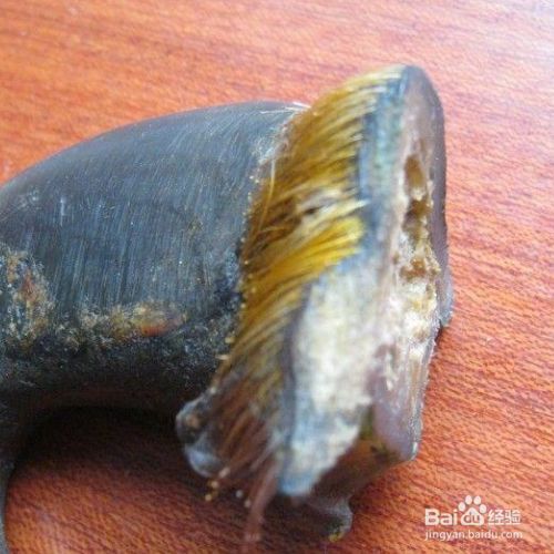 最简单有效的鉴别虎骨方法 百度经验 最简单有效的鉴别虎骨方法 百度经验