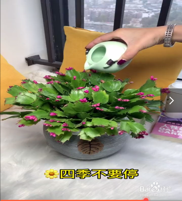 养花的小技巧