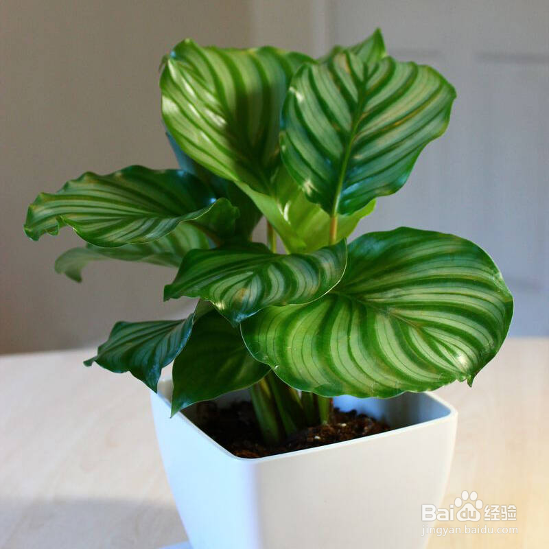 新房装修去除甲醛最有效的方法！