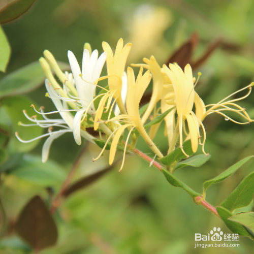 金银花施肥要注意哪些？