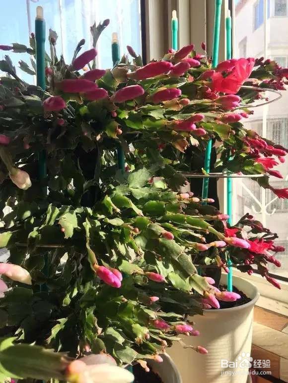 选盆很关键,4种花用小盆“挤着养”,才长得旺