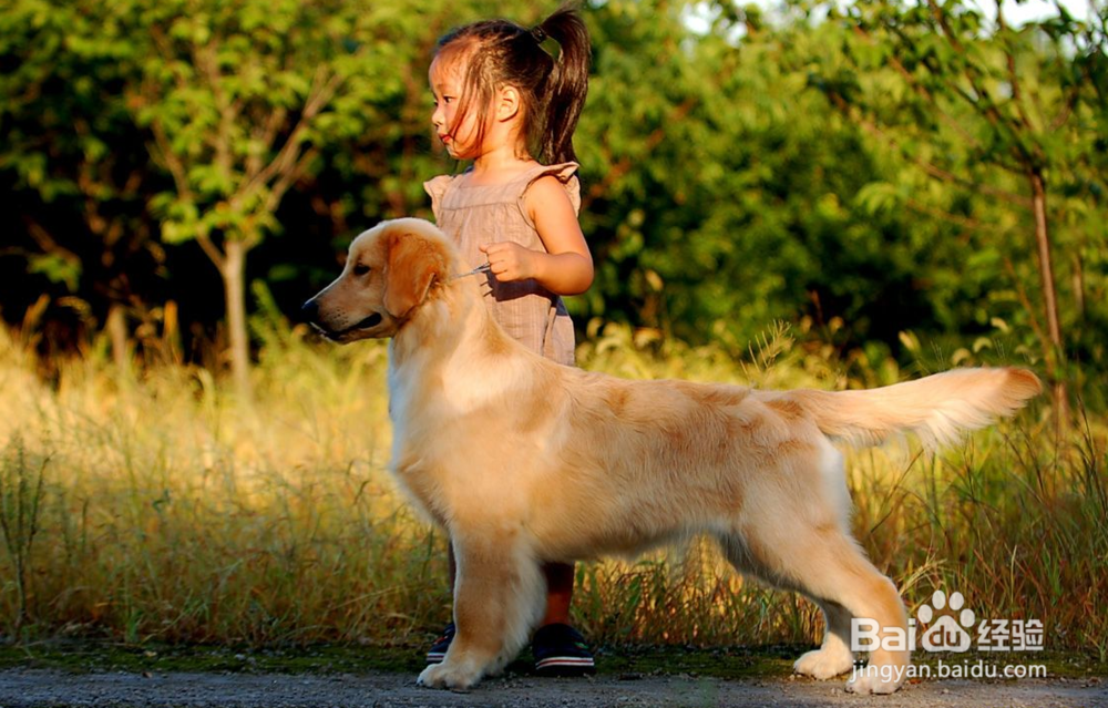 金毛容易得皮肤病怎么办