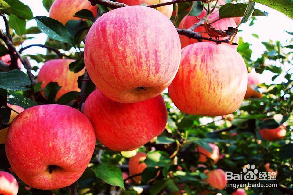 这些水果煮熟吃有更多的营养健康哦