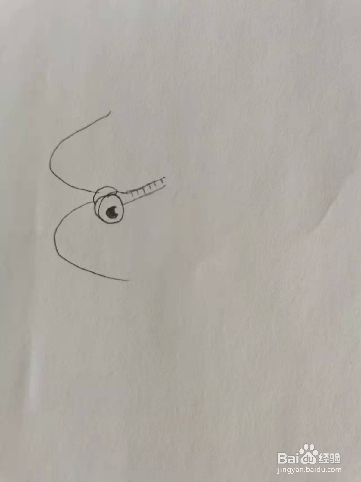 小提琴甲虫怎么画