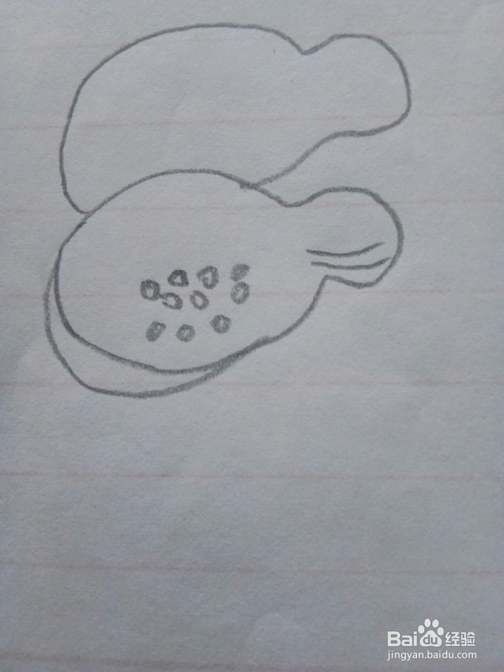 简笔画木瓜的画法2