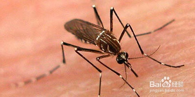 蚊子的爱好，由我们来消灭