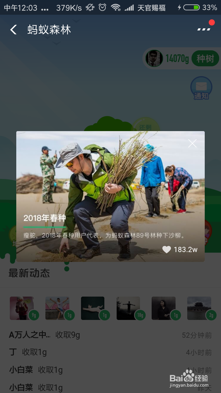 如何参与支付宝蚂蚁森林步步为森活动