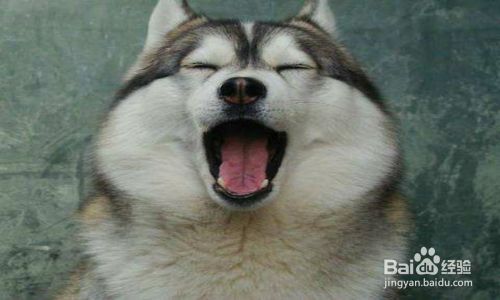 小狗半夜嚎叫怎么办 百度经验