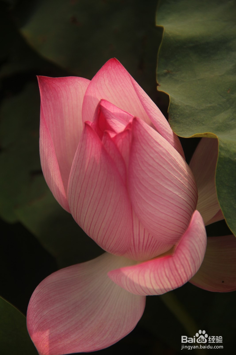 背景虚化的感觉