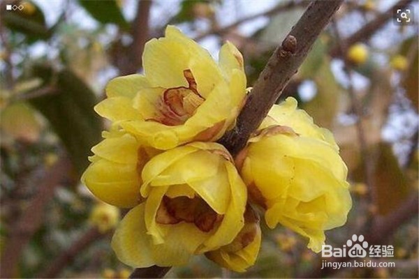 腊梅应该怎么养