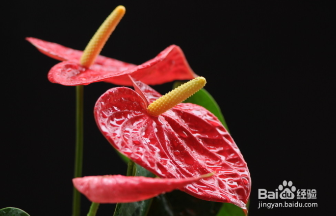 冬天能中午浇水的花有哪些？