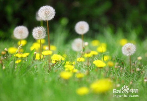 头发大把大把的掉这么办