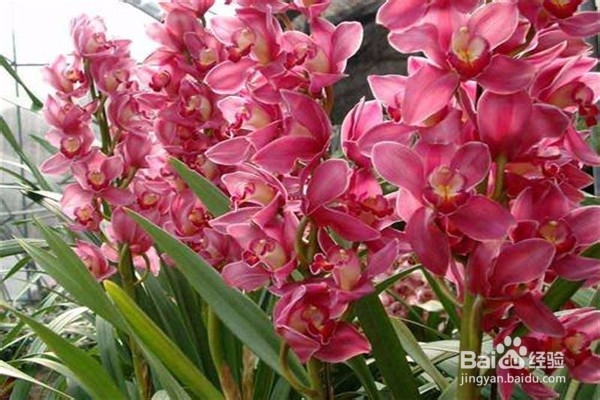 大花蕙兰的养殖方法和注意事项有哪些?