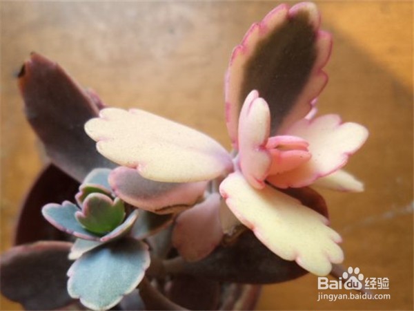 如何养好多肉植物玉吊钟