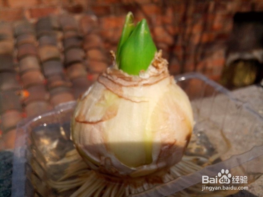 水培风信子——懒人也能让鲜花美美地盛开