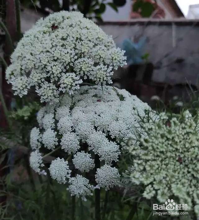 农村田间的蔬菜,开花原来这么美