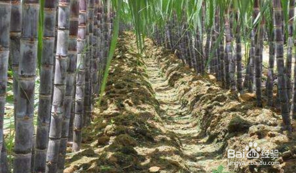 水果你该吃这个？