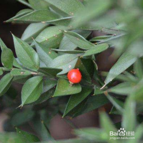 假叶树的养殖方法和注意事项