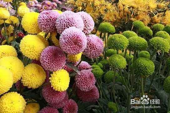 乒乓球花怎么养?