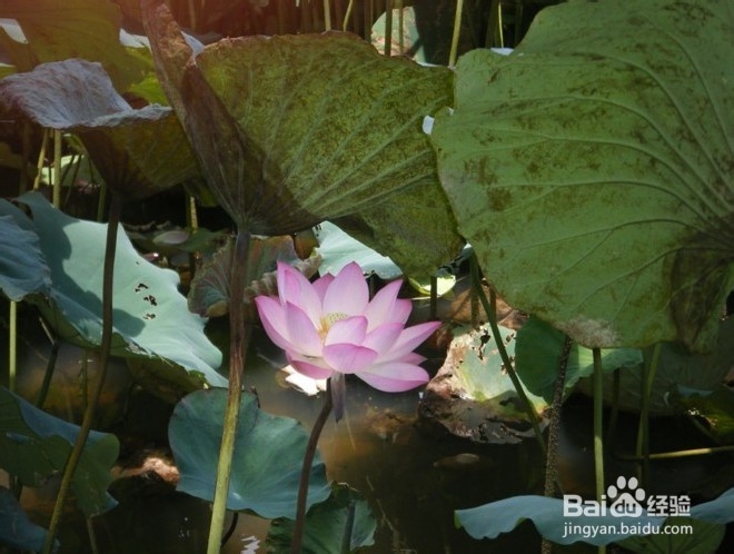 深圳哪里好玩又便宜