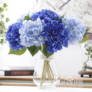 绣球怎么调蓝