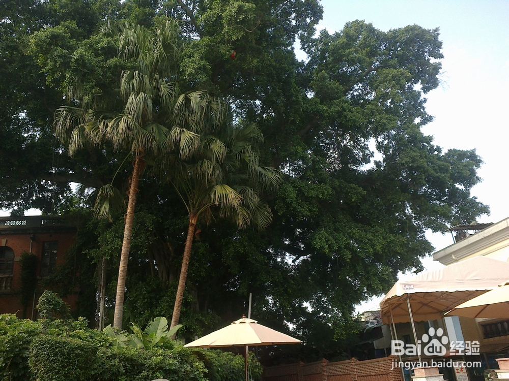 鼓浪屿旅游攻略之钢琴博物馆——世上最美的声音