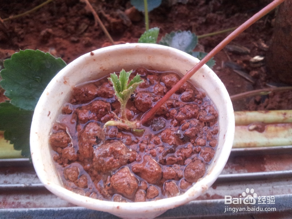 家庭阳台草莓繁殖方法妙招