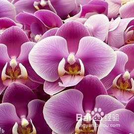 如何养护蝴蝶兰花