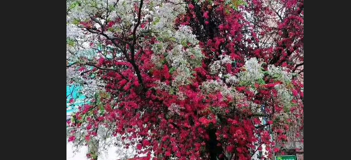 红花嫁接在白花上将是什么花