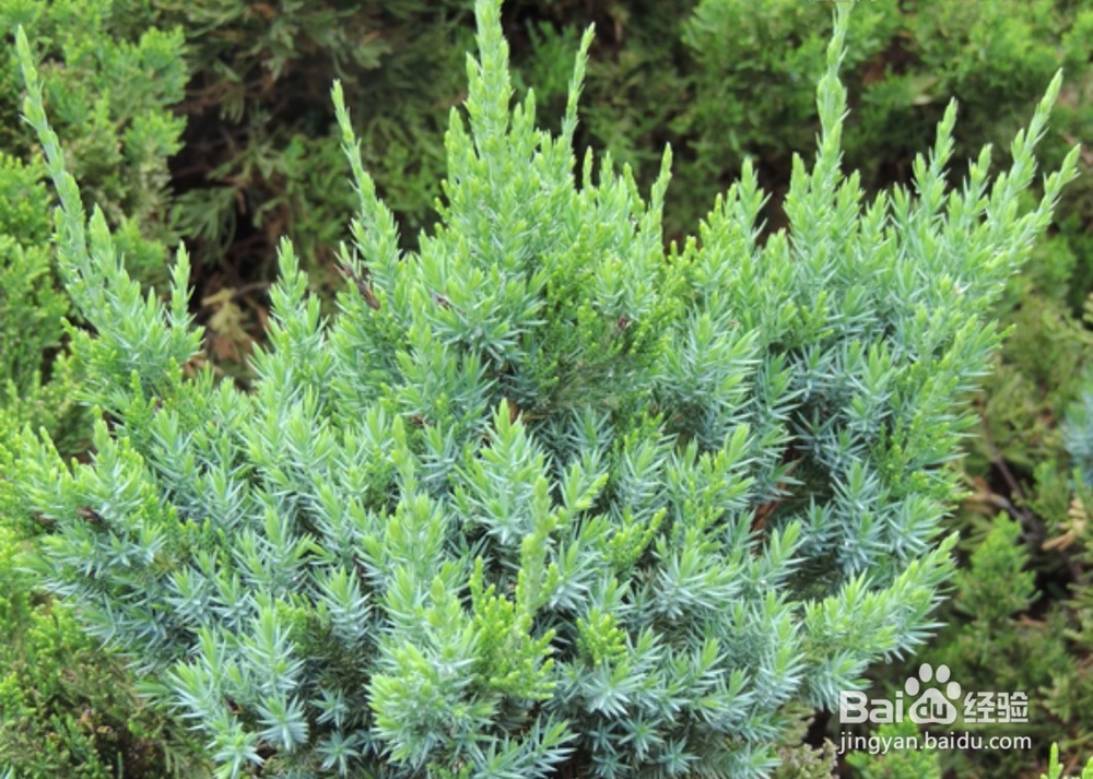 桧柏扦插繁殖方法-百度经验