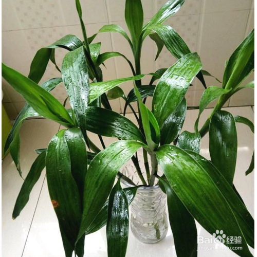 水养富贵竹施肥以及注意事项有哪些？