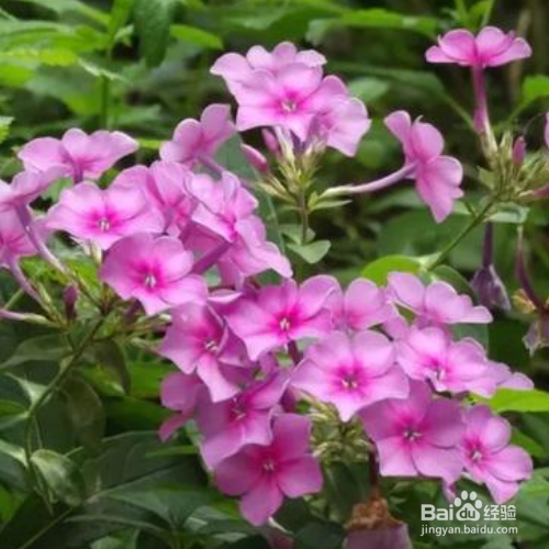 新买的福禄考怎么培育