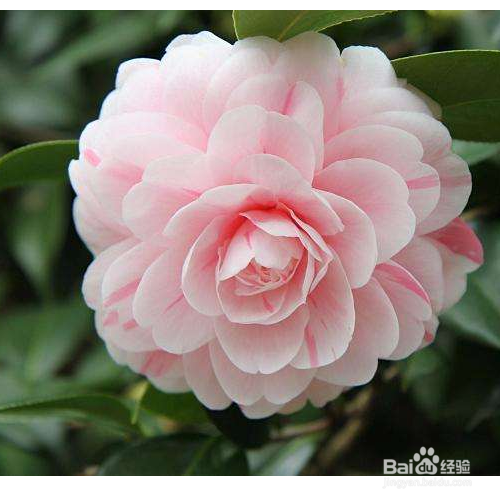 茶花叶子黄了怎么办？