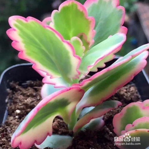 蝴蝶之舞的培育方法和注意事项