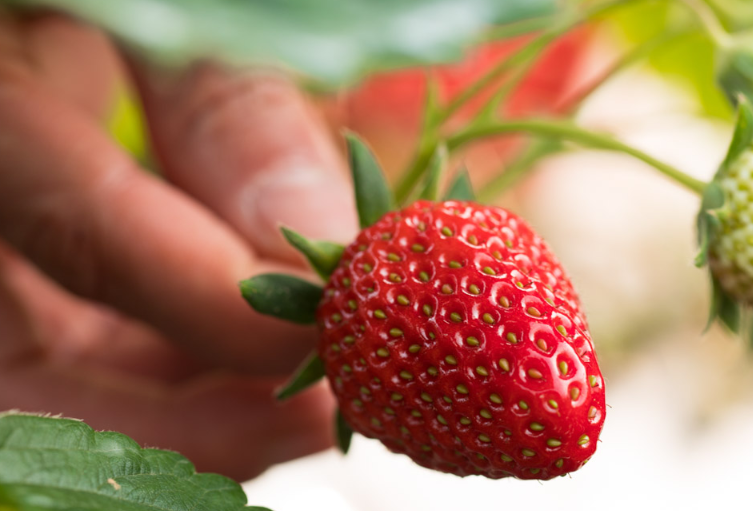 草莓种植技术与管理是什么