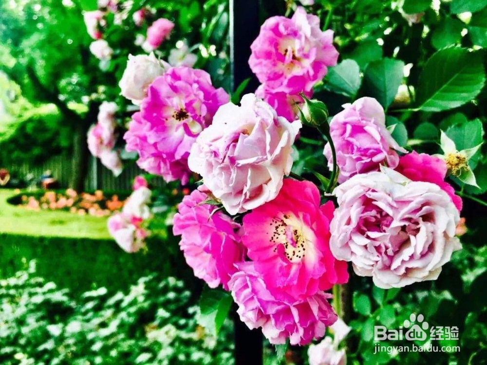 花农的养花口诀