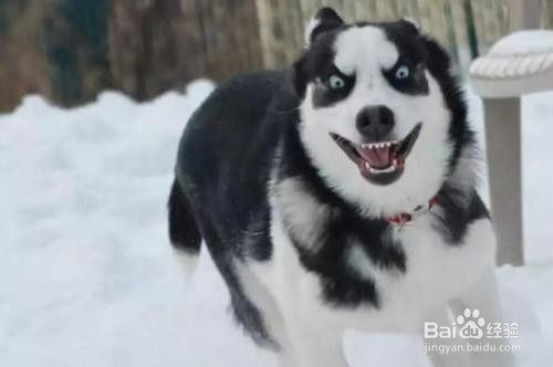 不掉毛的大型犬有哪些
