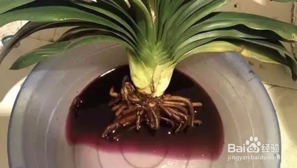 解决花卉烂根的问题——神奇地药片