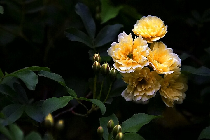 嘿,陌生人,可以送一句你最喜欢的话给我吗