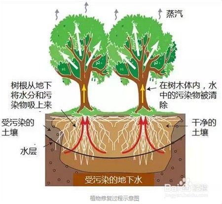 植物如何从土壤中吸收水分运输到叶片 百度经验