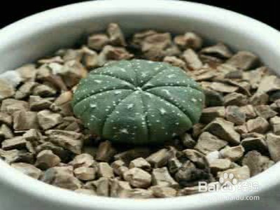 星兜仙人球瘦了怎么办