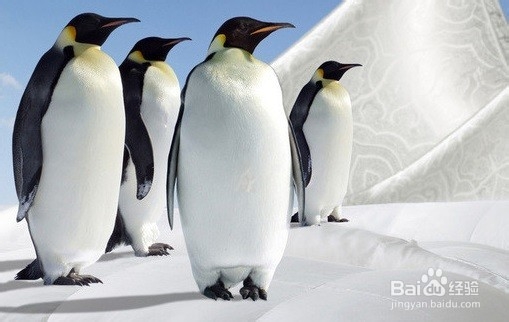 怎么挑选羽绒服