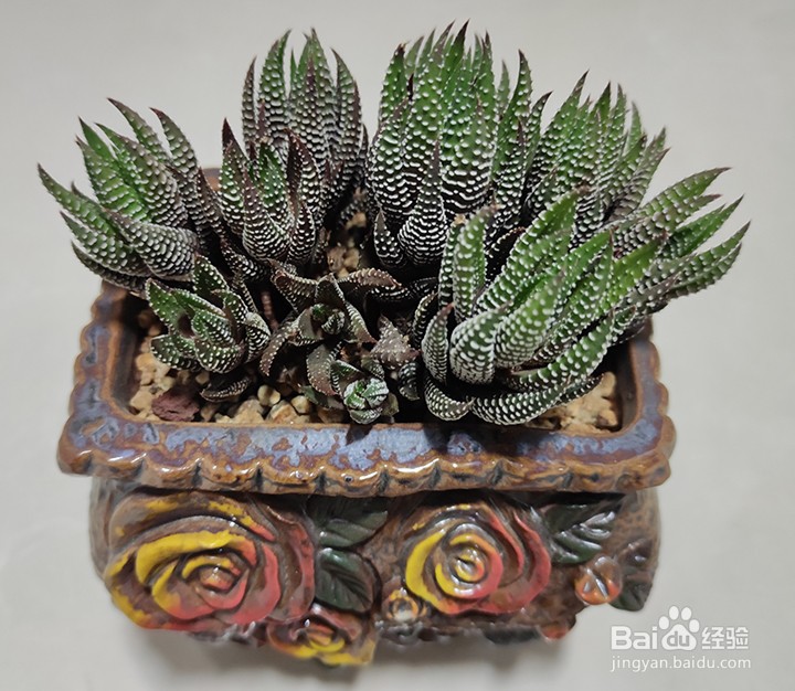 多肉控养需要注意的事项