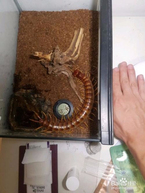 怎么养宠物蜈蚣